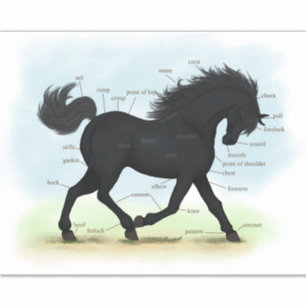 Sticker Anatomie équine du cheval noir en mouvement