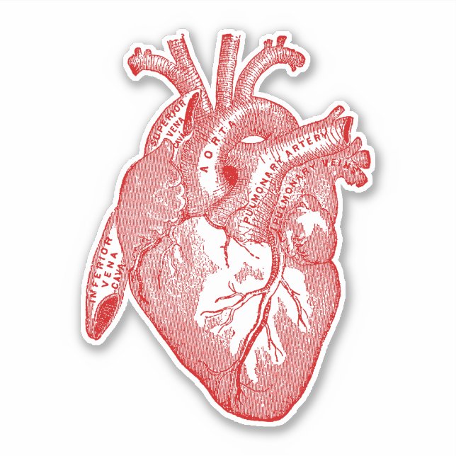 Sticker Anatomie humaine vintage Coeur rouge (Devant)