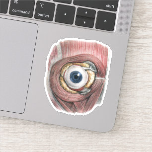 Sticker Anatomie humaine vintage, globe oculaire avec des 