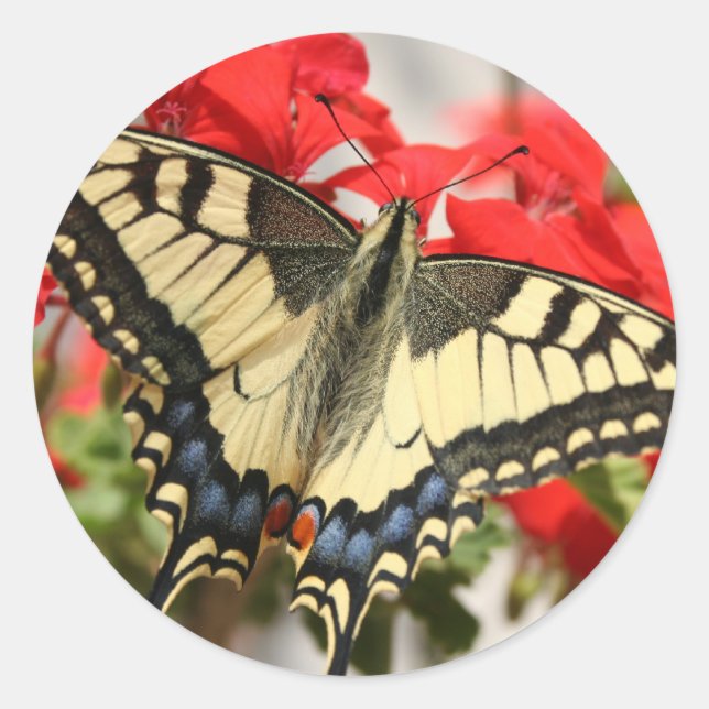 Sticker Anise Swallowtail (Devant)