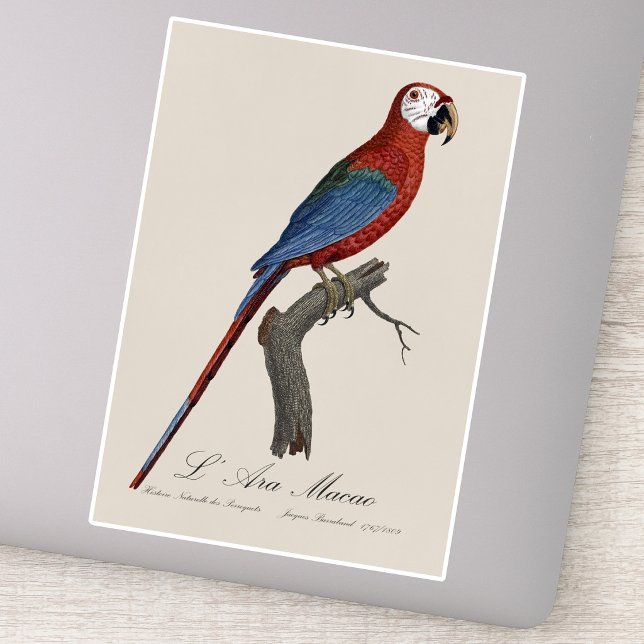 Sticker Ara chloroptère (Red-and-green Macaw, Ara chloropterus. Sticker)