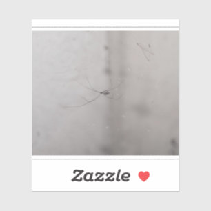 Sticker araignée de cave cosmopolite