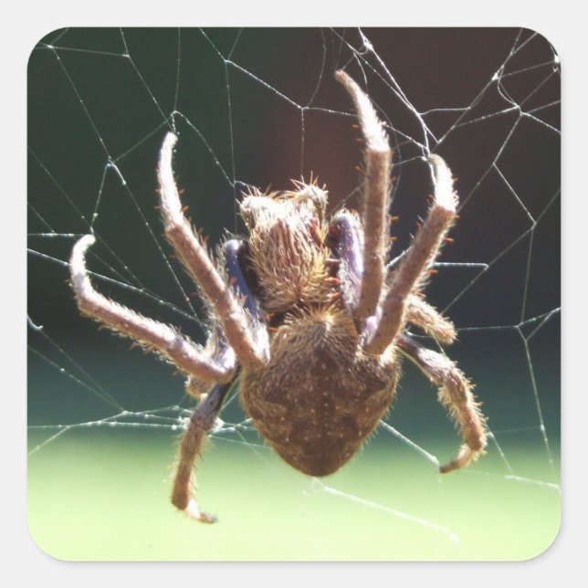 Sticker Araignée de Tisseur d'Orbe de Jardin (Devant)