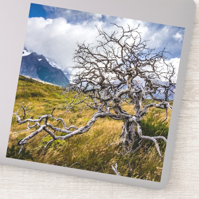 Sticker Arbre brûlé, Torres del Paine, Chili (Détail)