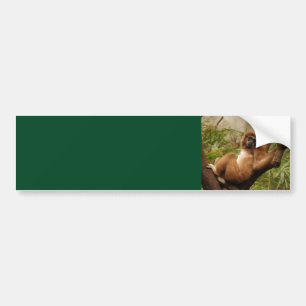 Sticker Arrière - plan de singe