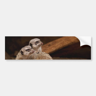 Sticker Arrière - plan Meerkat