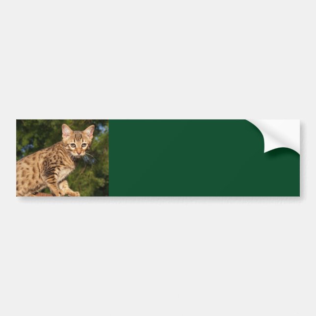 Sticker Arrière - plan Savannah Cat (Devant)