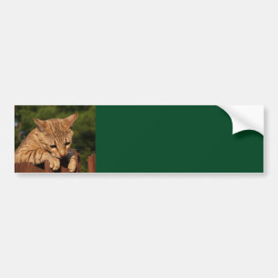 Sticker Arrière - plan Savannah Cat