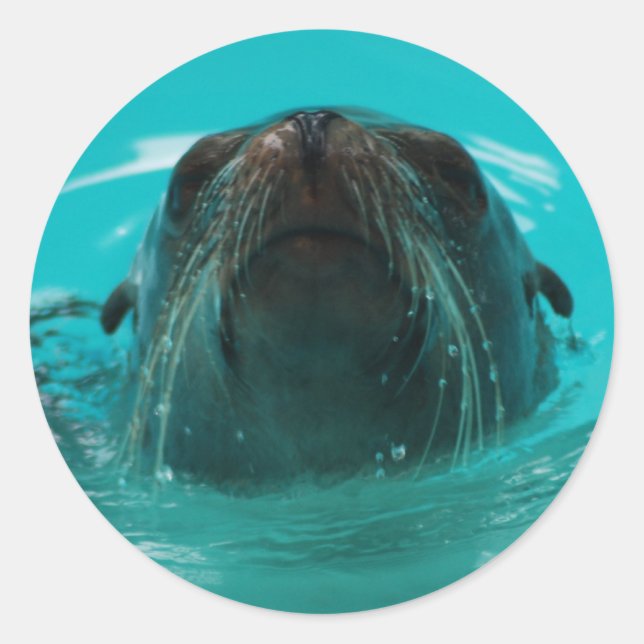 Sticker au lion de la mer de Californie (Devant)