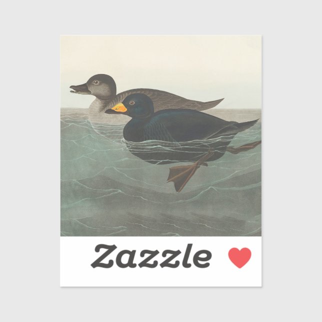 Sticker Audubon American Scoter Duck Classic (Feuille)