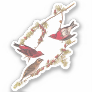 Sticker Audubon's Purple Finch Red Birds Art Vintage