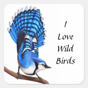 Sticker aux oiseaux de Jay bleu sauvage