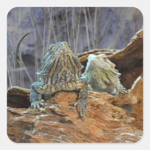 Sticker avec deux lézards curieux
