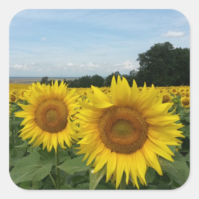 Sticker avec le terrain de tournesol (Devant)