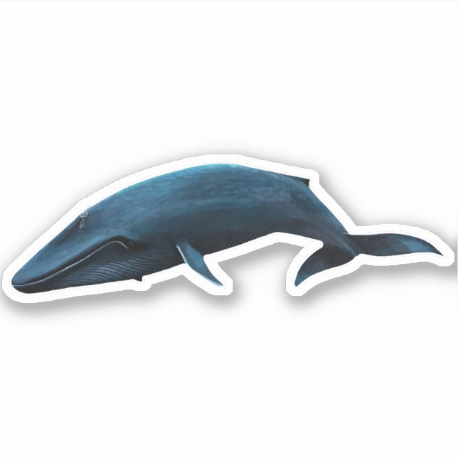 STICKER BALEINE BLEUE (Devant)