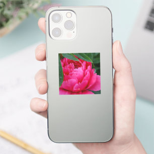 Sticker Bashful Pink Peony
