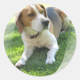Sticker beagle Hound Dog
