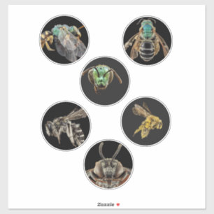 Sticker Bee Magnified images photos insectes insectes inse