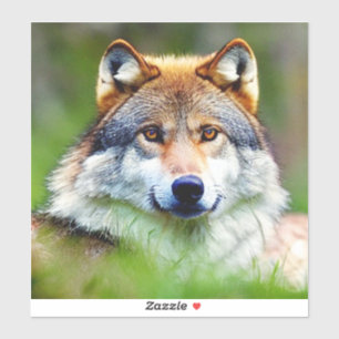 Sticker Belle tête de loup Peinture