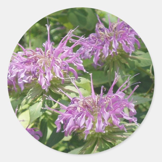 Sticker Bergamont Bee Balm (Devant)