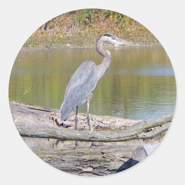 sticker Blue Heron (Devant)