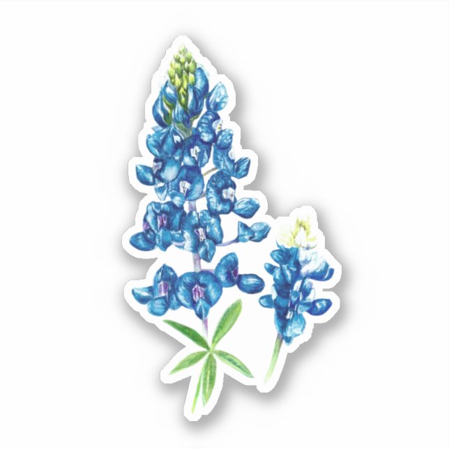 Sticker Bluebonnet (Devant)