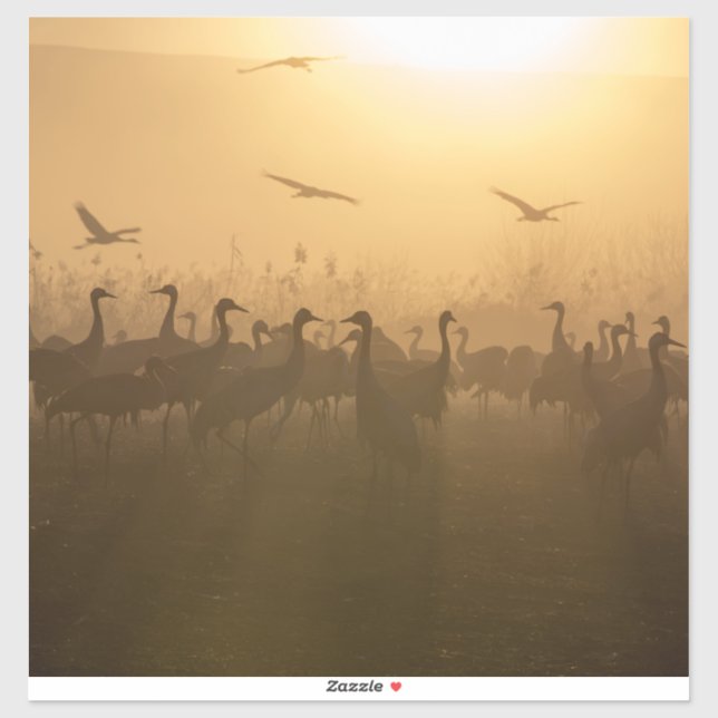 Sticker Bouée d'oiseaux de grues au lac Agamon HaHula, Isr (Feuille)
