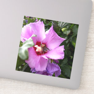 Sticker Bumblebebe sur la fleur d'Hibiscus