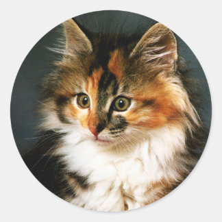 Sticker-Calico Kitten Runder Aufkleber
