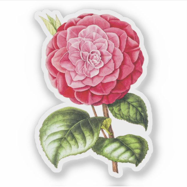 Sticker Camellia, couleur rose rose (Devant)