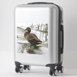 Sticker Canard gris sur le lac sombre