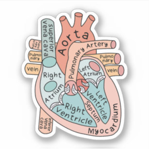Sticker cardiaque anatomique, Cadeau infirmière de