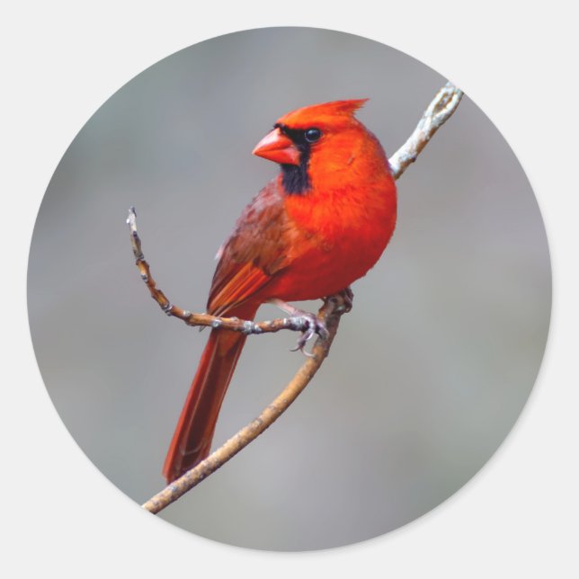 Sticker cardinal rond (Devant)
