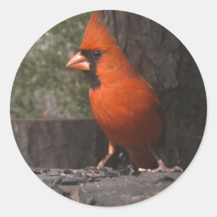 Sticker Cardinal Rouge