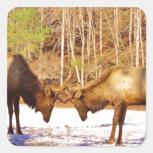 Sticker Carré 2~ deux Bull Elk dans la neige (Devant)