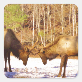 Sticker Carré 2~ deux Bull Elk dans la neige
