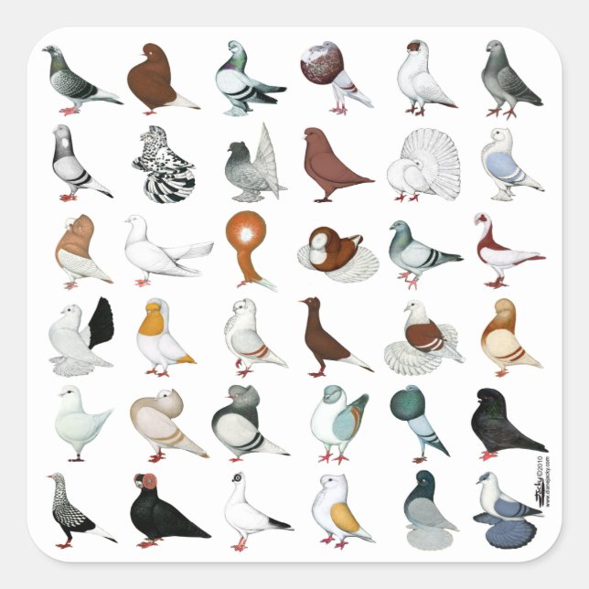 Sticker Carré 36 races de pigeons (Devant)