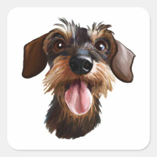 Sticker Carré À poils durs Dachshund