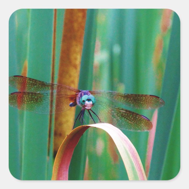 Sticker Carré A teal Eyed Dragonfly with cattails (Devant)