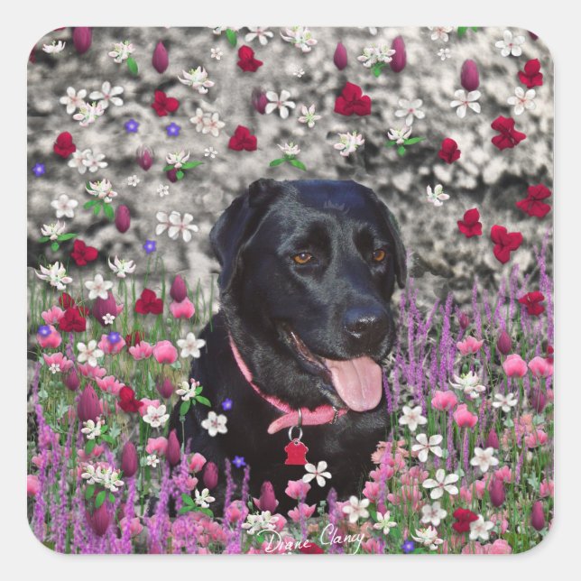 Sticker Carré Abby en Fleurs - Chien de laboratoire noir (Devant)