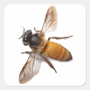 Sticker Carré Abeille de miel, bourdon, abeille mignonne