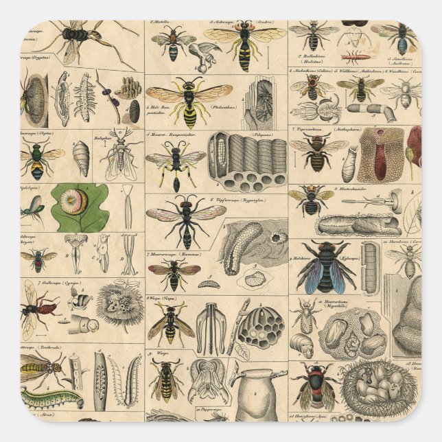Sticker Carré Abeille Insecte Bug Wasp Nature Peinture des abeil (Devant)
