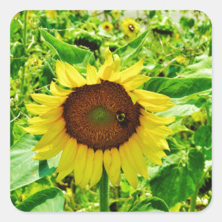 Sticker Carré Abeille sur tournesol jaune