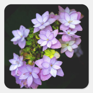 Sticker Carré Acheter de nombreuses fleurs violettes pétalées