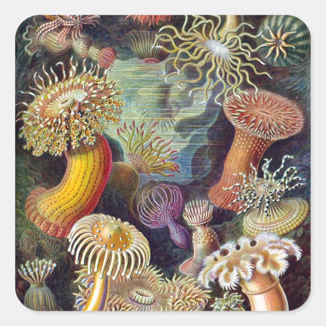 Sticker Carré Actiniae d'Ernst Haeckel (Devant)