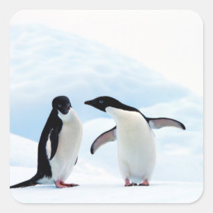 Sticker Carré Adelie Penguins