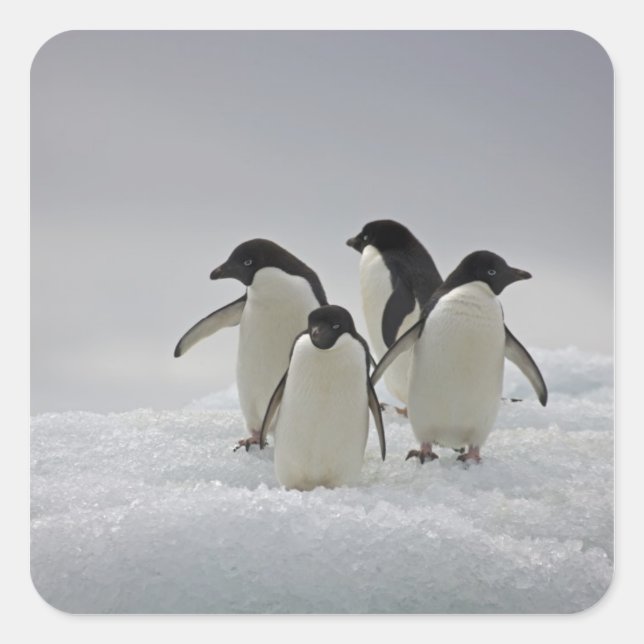 Sticker Carré Adelie Penguins sur les flux de glace (Devant)