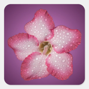Sticker Carré Adénium Fleur Rose Flore Dégradé Violet