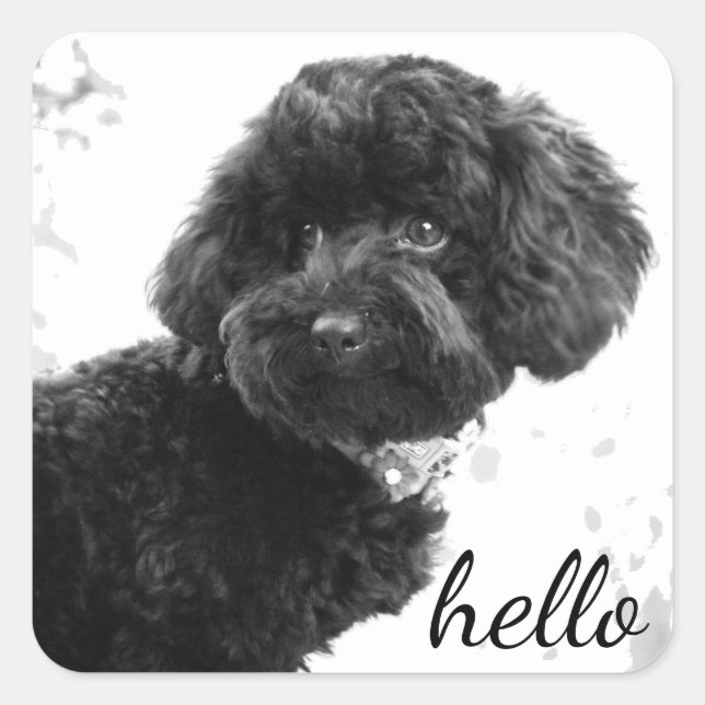 Sticker Carré Adorable Ami/Black Poodle Chiot Bonjour (Devant)