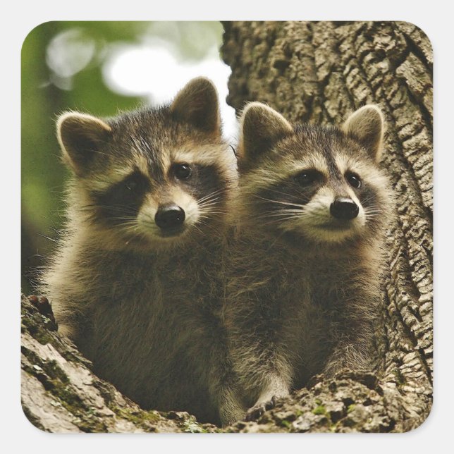Sticker Carré adorable Bébé Raccoons Photo (Devant)